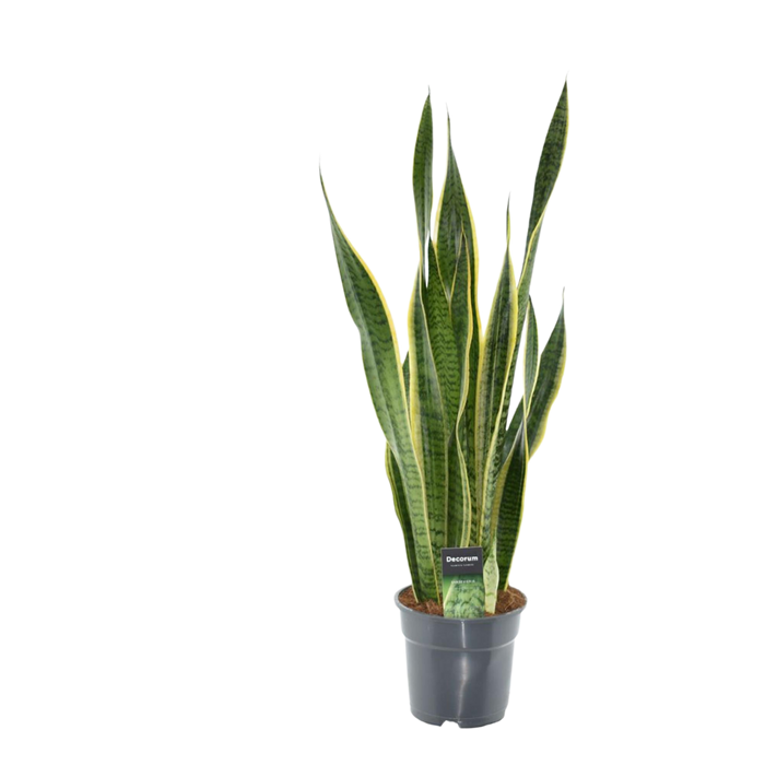 Sansevieria Laurentii XL - Vrouwentong - ↕70cm - Ø17cm
