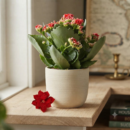 Kalanchoe Rosalina Don Justino Rosso - ↕27cm - Ø12cm