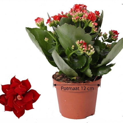 Kalanchoe Rosalina Don Justino Rosso - ↕27cm - Ø12cm