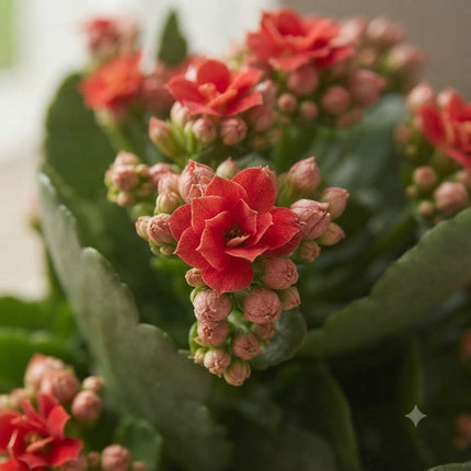 Kalanchoe Rosalina Don Justino Rosso - ↕27cm - Ø12cm