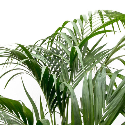 Kentia Palm - ↕200cm - Ø24-30cm - Howea