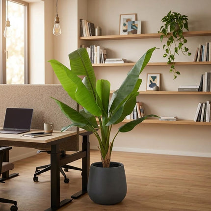 Plante artificielle Bananier Musa - ↕120cm