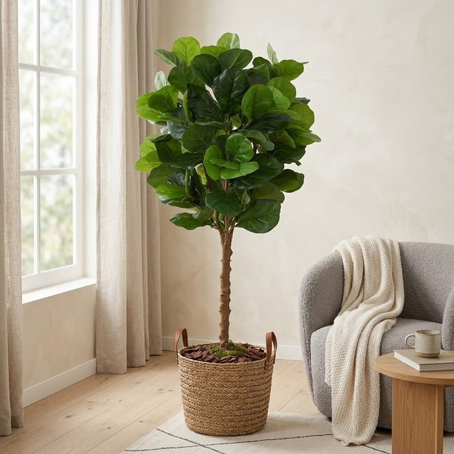 Konstväxt Ficus Lyrata - ↕160cm - Ø20cm