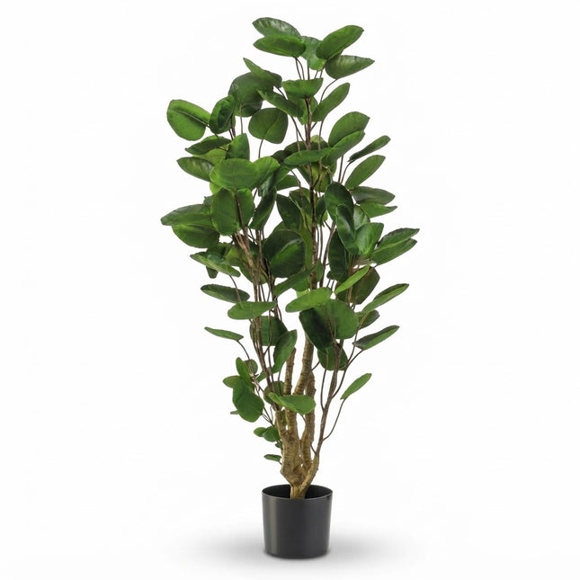 Plante artificielle - Arbre Polyscias - ↕105cm