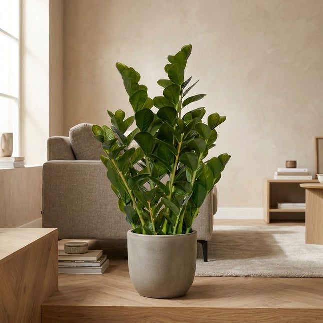 Artificial plant Zamioculcas M, 90 cm