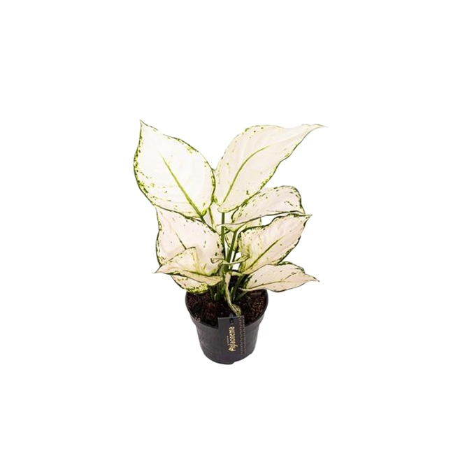 Aglaonema White Joy - ↕35cm - Ø12cm