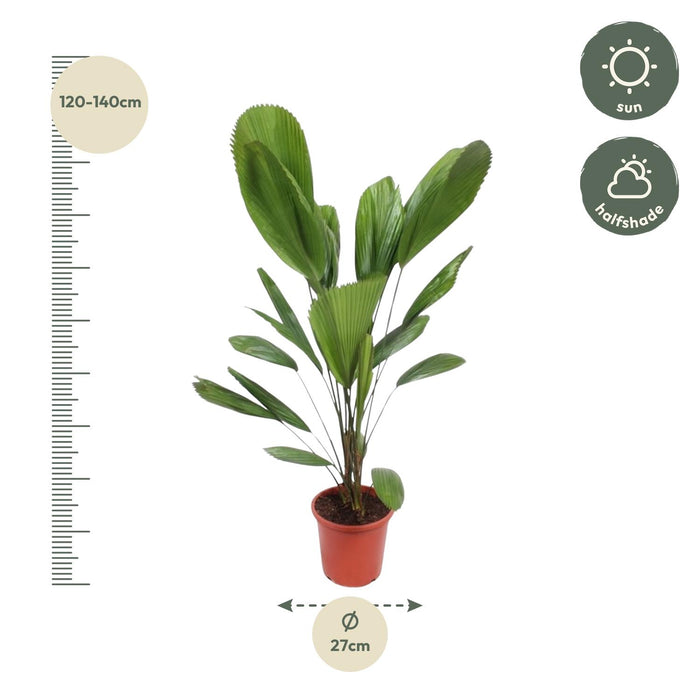 Licuala Grandis - ↕130cm - Ø27cm - Waaierpalm