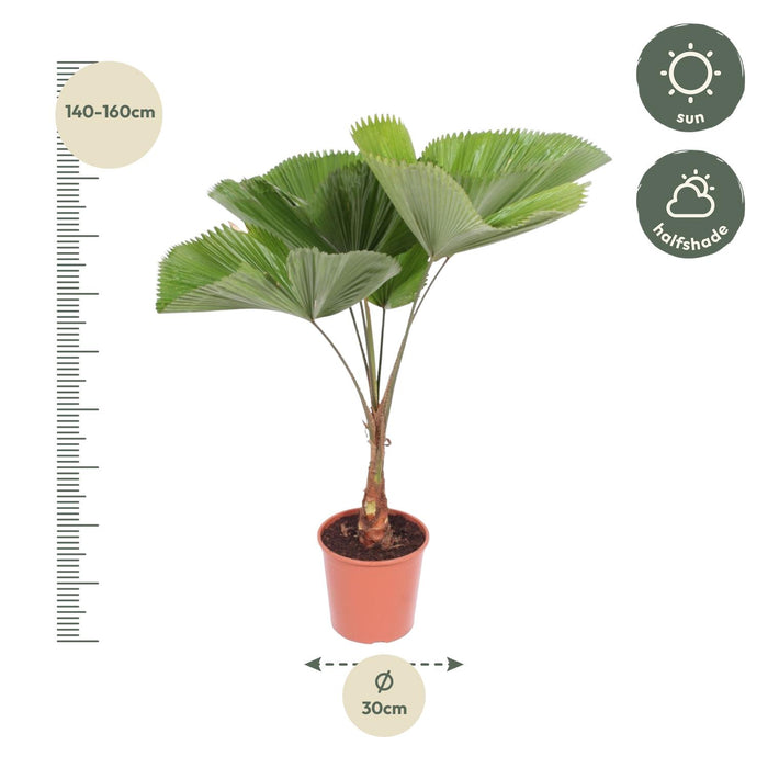 Licuala Grandis - ↕150cm - Ø30cm - Waaierpalm