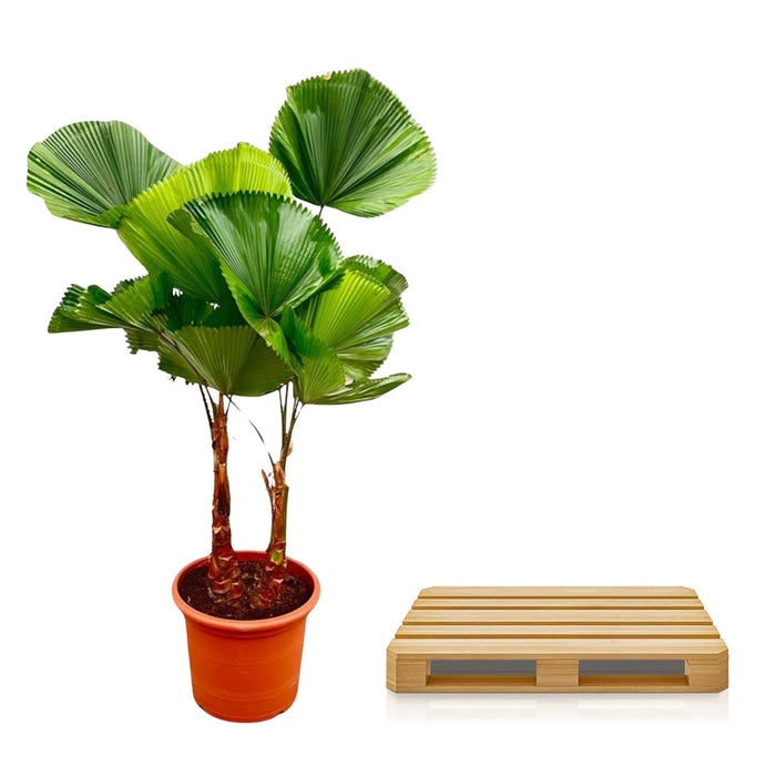 Licuala Grandis Dubbele stam - ↕170cm - Ø45cm - Waaierpalm