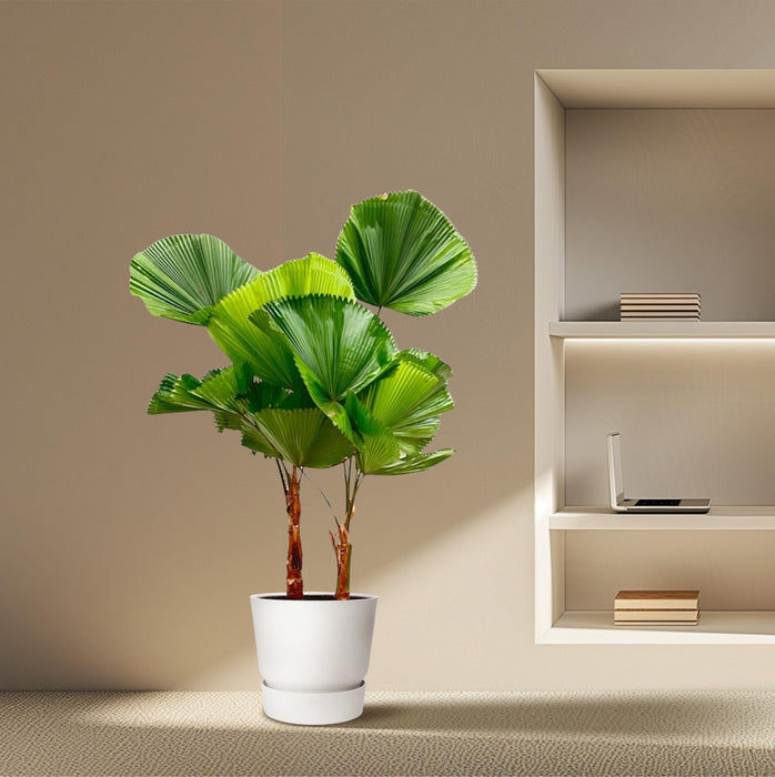 Licuala Grandis Dubbele stam - ↕170cm - Ø45cm - Waaierpalm