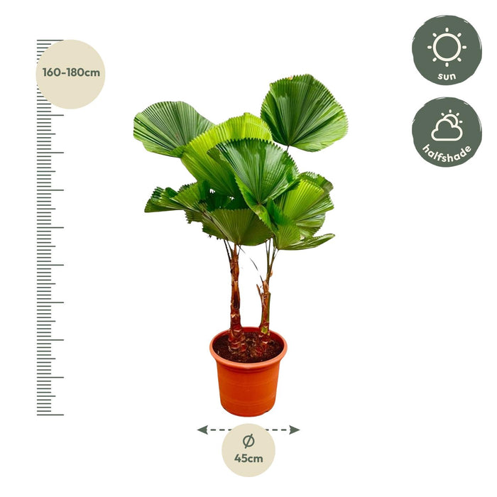 Licuala Grandis Dubbele stam - ↕170cm - Ø45cm - Waaierpalm