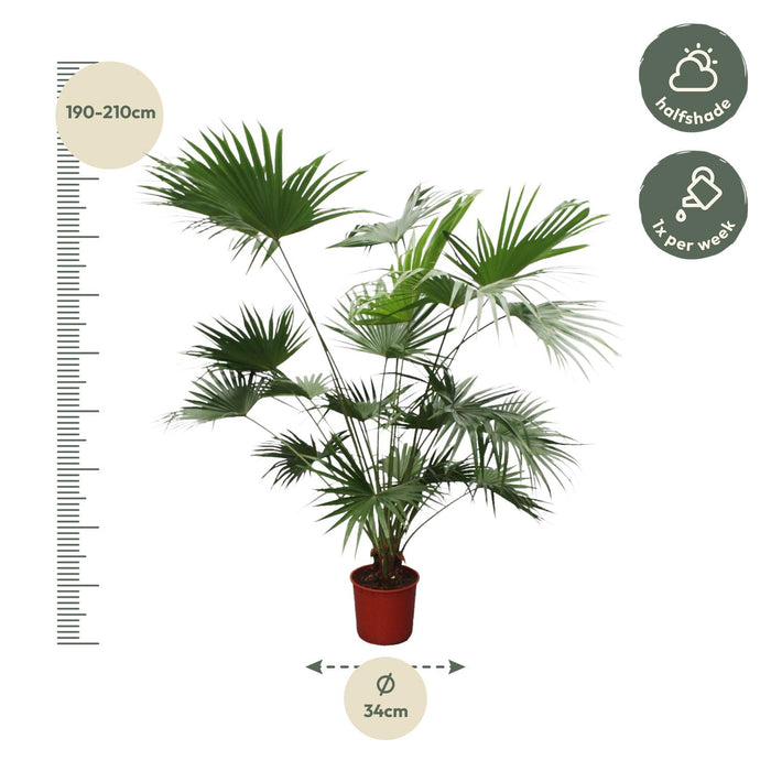 Livistona Chinensis - Chinese Waaierpalm - ↕200cm - Ø34cm
