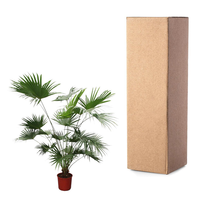 Livistona Chinensis - Chinese Waaierpalm - ↕200cm - Ø34cm