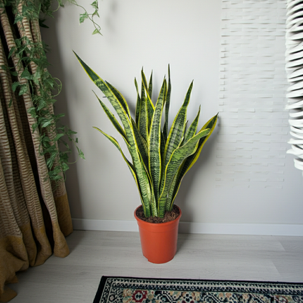 Sansevieria Laurentie - Langue de belle-mère - ↕90cm