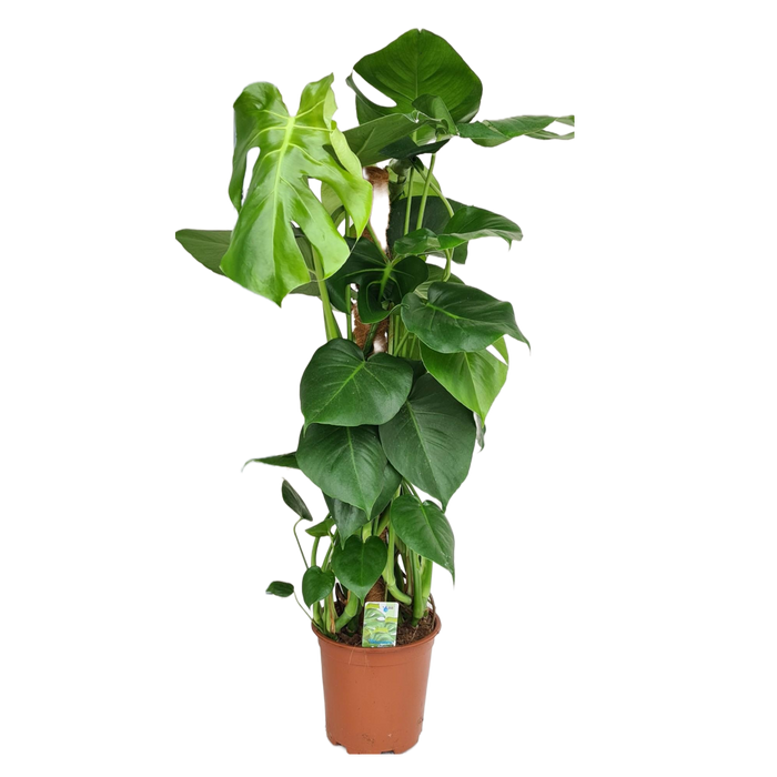 Monstera Mosstok - ↕80cm - Ø19cm
