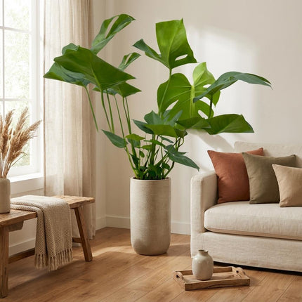 Monstera - Gatenplant - ↕70cm