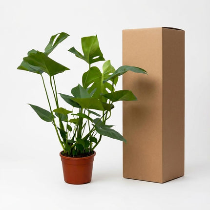 Monstera - Gatenplant - ↕70cm