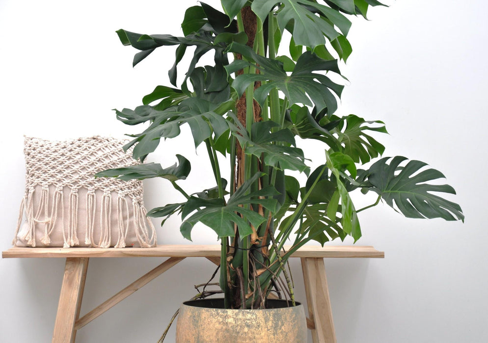 Monstera Deliciosa XXL - Gatenplant - ↕150cm - Ø24cm