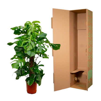 Monstera Deliciosa XXL - Pianta bucata - ↕145cm - Ø27cm