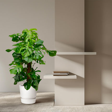 Monstera Deliciosa XXL - Pianta bucata - ↕145cm - Ø27cm