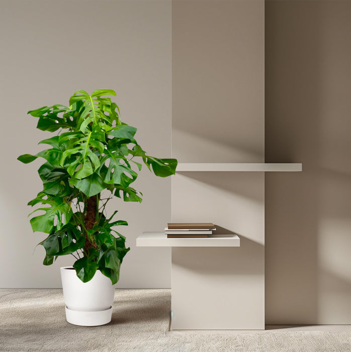 Monstera Deliciosa XXL - Gatenplant - ↕150cm - Ø24cm