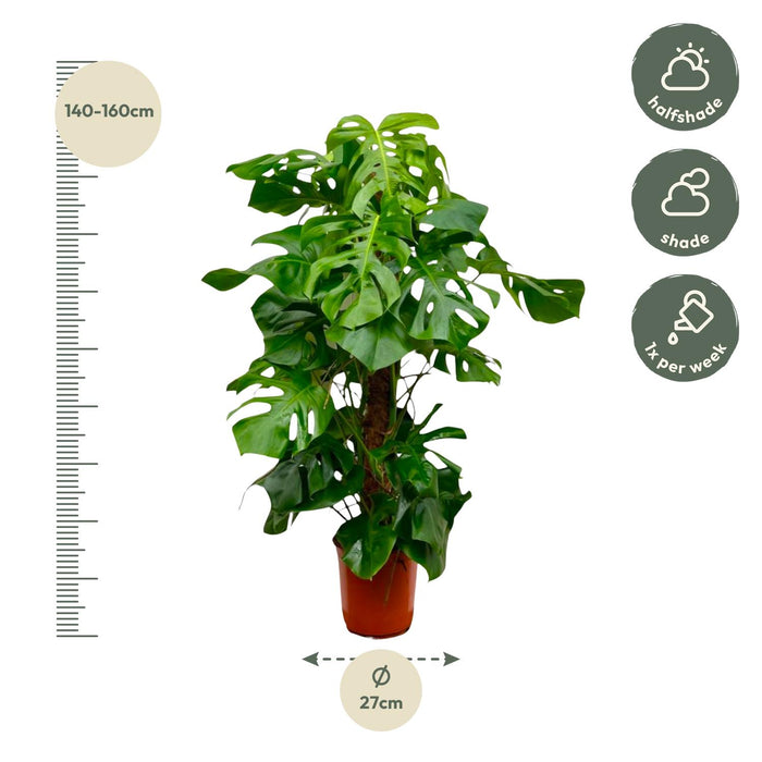 Monstera Deliciosa XXL - Gatenplant - ↕150cm - Ø24cm