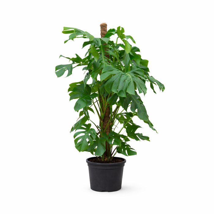 Monstera Deliciosa XXL - Gatenplant - ↕145cm - Ø27cm