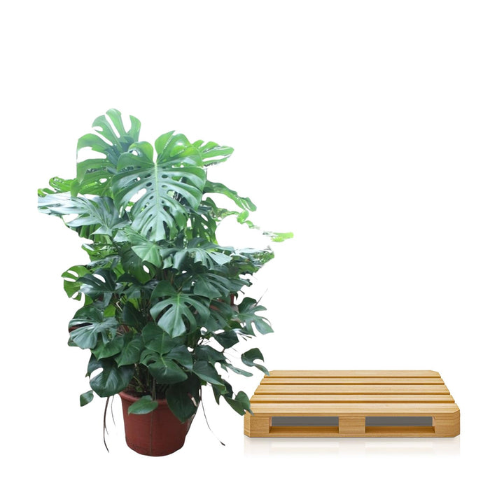 Monstera Deliciosa XXXL - ↕200 cm - Ø50cm - Gatenplant