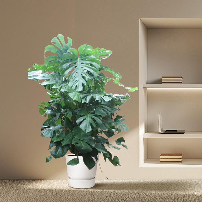 Monstera Deliciosa XXXL - ↕200 cm - Ø50cm - Gatenplant