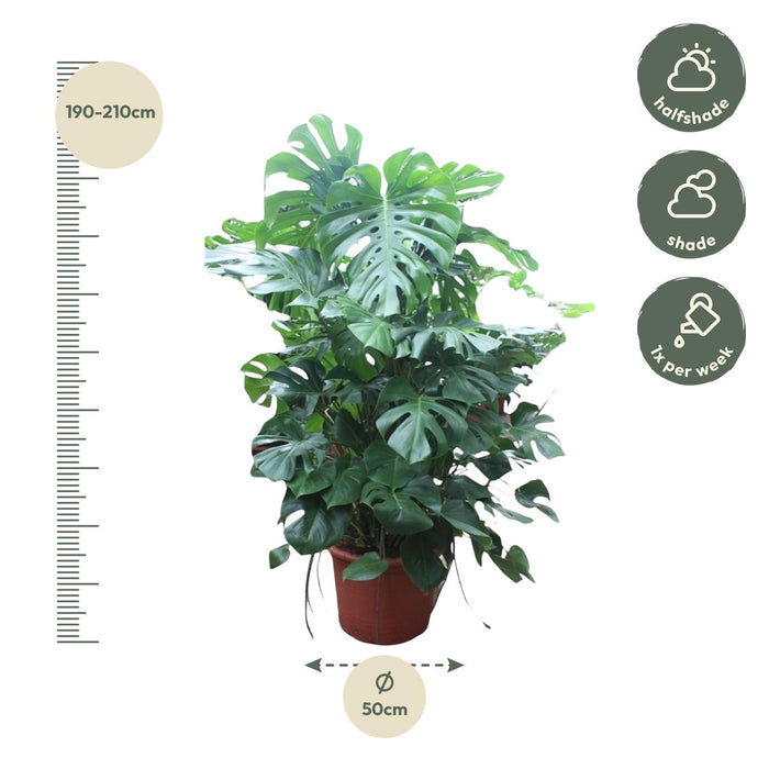 Monstera Deliciosa XXXL - ↕200 cm - Ø50cm - Gatenplant