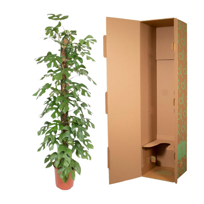 Monstera Minima mosstok - ↕150 cm - Ø27cm - Gatenplant