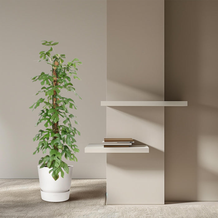 Monstera Minima mosstok - ↕150 cm - Ø27cm - Gatenplant