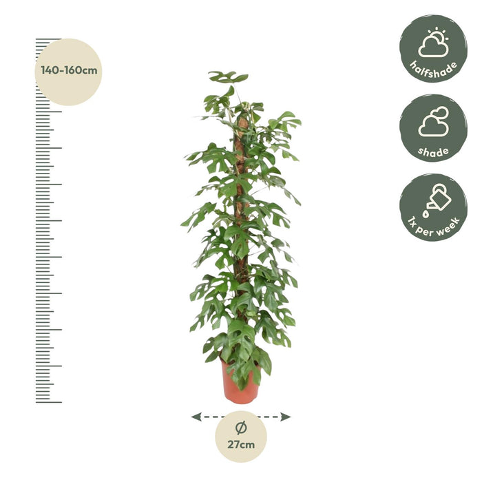 Monstera Minima mosstok - ↕150 cm - Ø27cm - Gatenplant