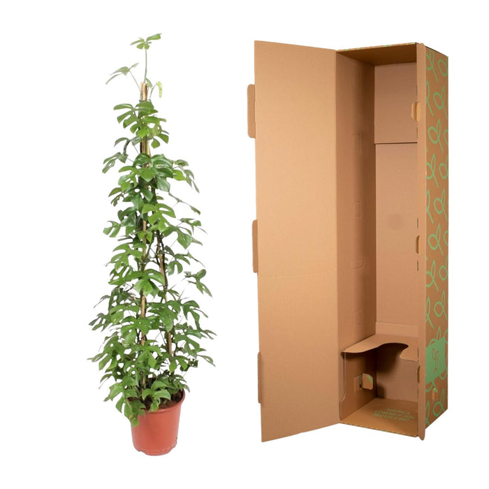 Monstera Minima piramide - ↕150 cm - Ø27cm - Gatenplant
