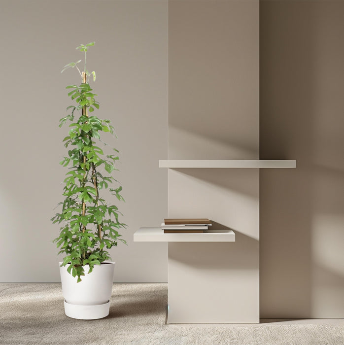 Monstera Minima piramide - ↕150 cm - Ø27cm - Gatenplant