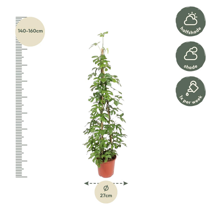 Monstera Minima piramide - ↕150 cm - Ø27cm - Gatenplant