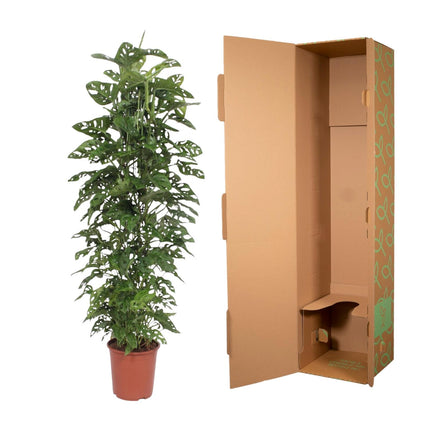 Support en maille pour Monstera Monkey Leaf - ↕180cm - Ø27cm - Gatenplant