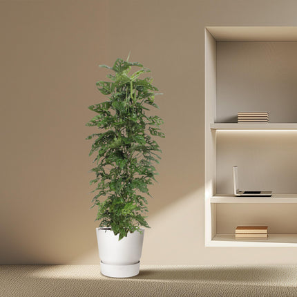 Support en maille pour Monstera Monkey Leaf - ↕180cm - Ø27cm - Gatenplant