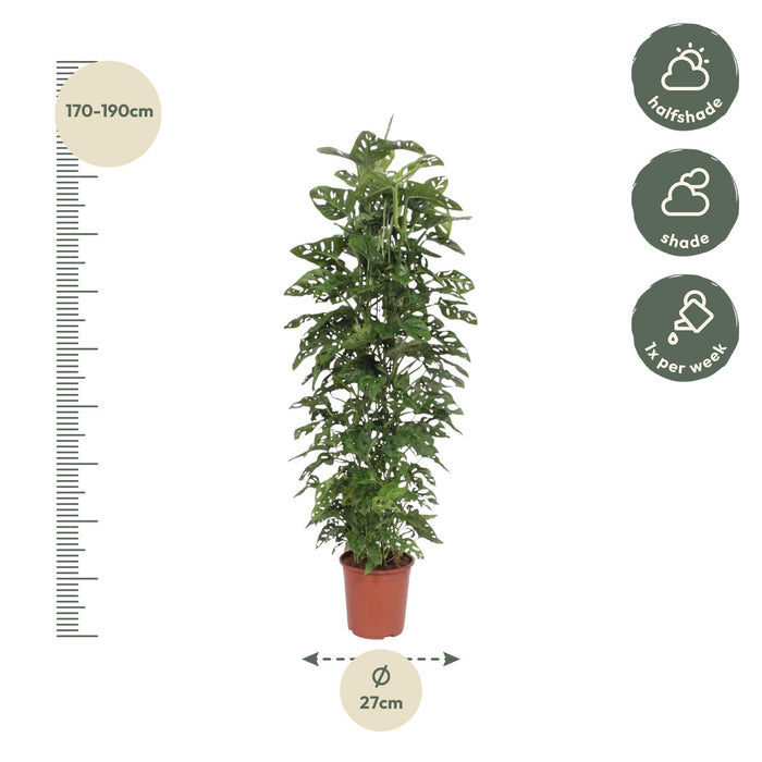 Monstera Monkey Leaf gaasrek - ↕180cm - Ø27cm - Gatenplant