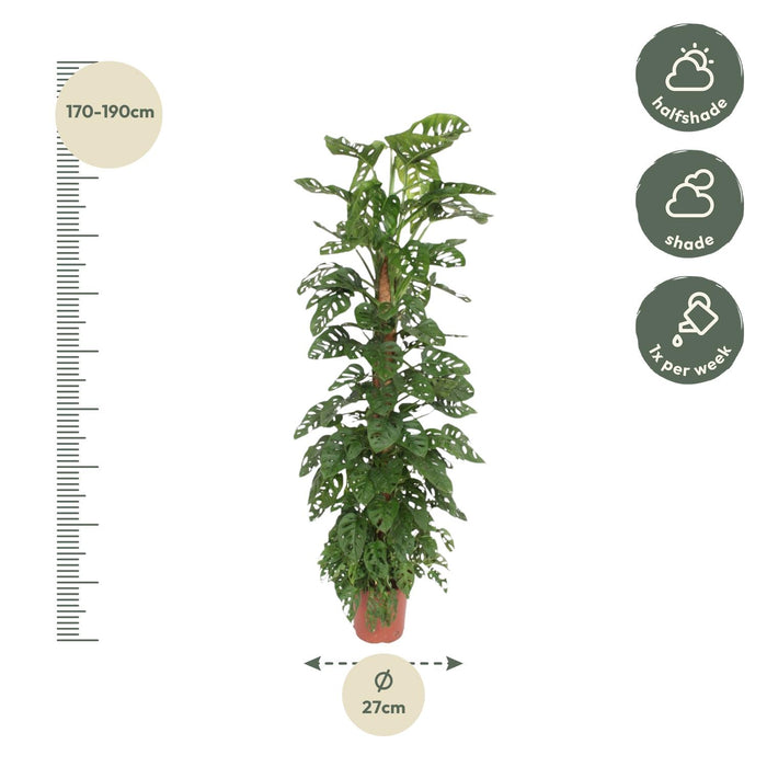 Monstera Monkey Leaf mosstok - ↕180cm - Ø27cm - Gatenplant