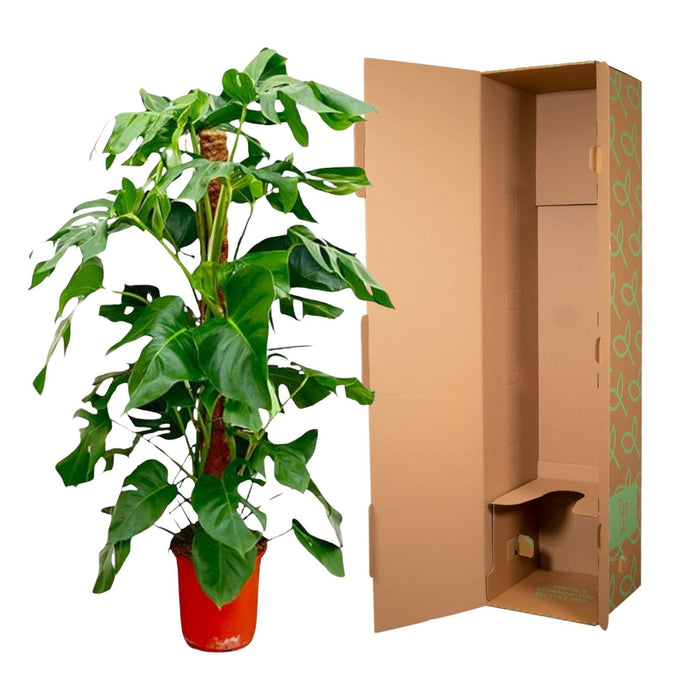 Monstera Pertusum - ↕120cm - Ø24cm - Gatenplant