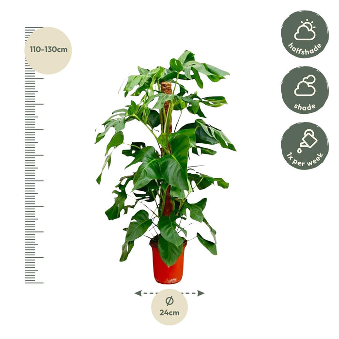 Monstera Pertusum - ↕120cm - Ø24cm - Gatenplant