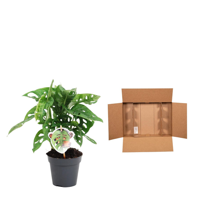 Monstera obliqua 'Monkey Leaf' - ↕25cm - Ø12cm - Gatenplant