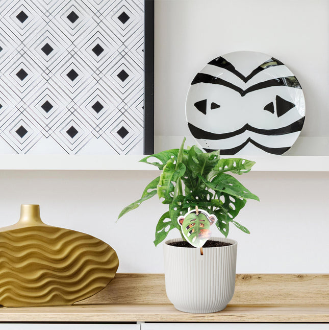 Monstera obliqua 'Monkey Leaf' - ↕25cm - Ø12cm - Pianta da interno