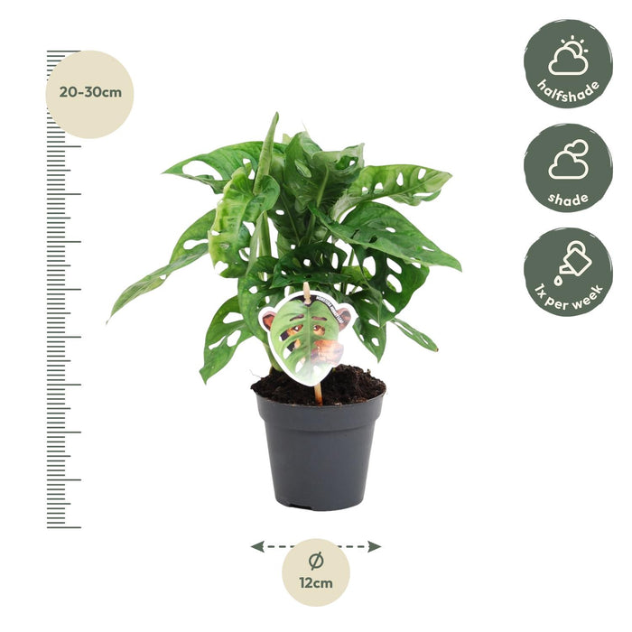 Monstera obliqua 'Monkey Leaf' - ↕25cm - Ø12cm - Gatenplant