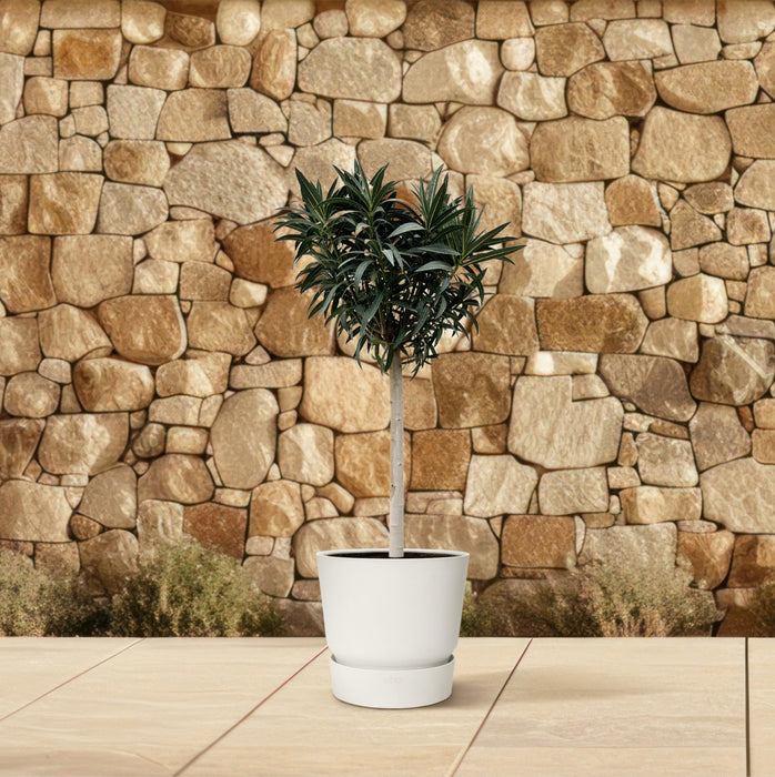 Nerium Oleander op stam met witte bloem - ↕200cm- Ø35cm
