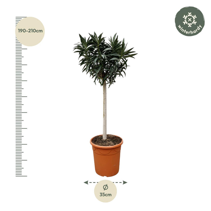Nerium Oleander op stam met witte bloem - ↕200cm- Ø35cm