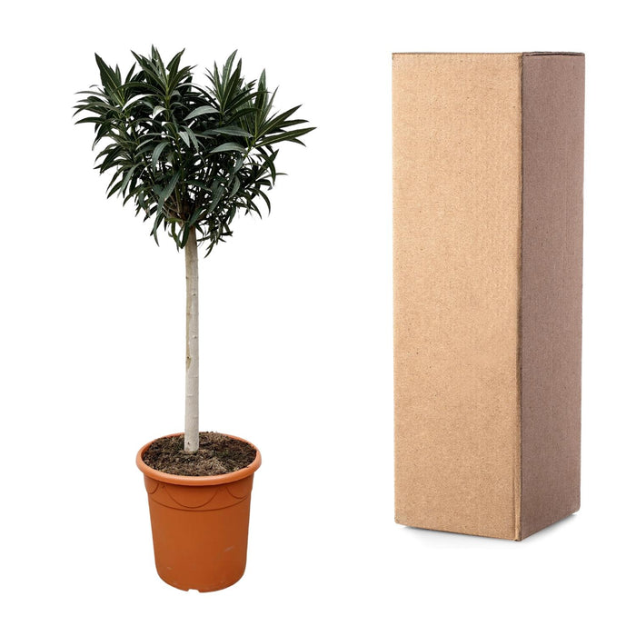 Nerium Oleander op stam met rode bloem - ↕200cm- Ø35cm