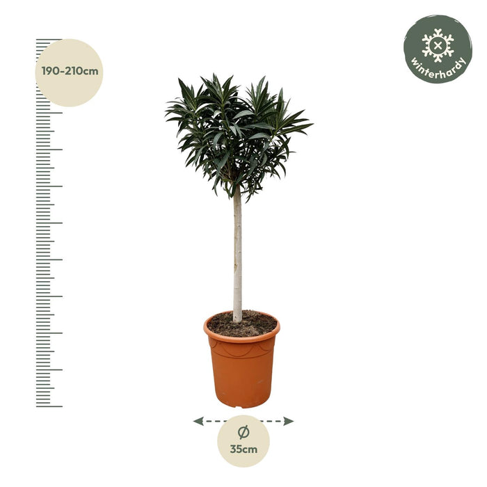 Nerium Oleander op stam met rode bloem - ↕200cm- Ø35cm