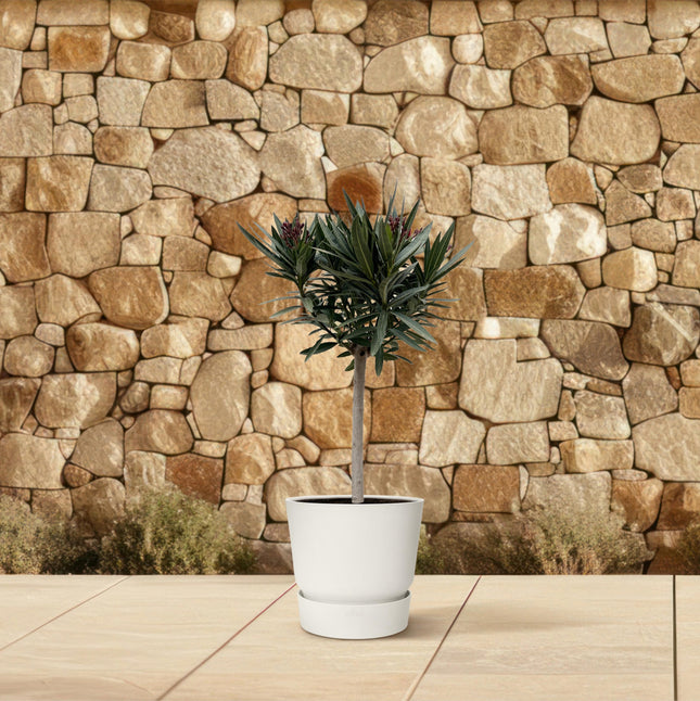 Nerium Oleander op stam met rode bloem - ↕90cm - Ø22cm